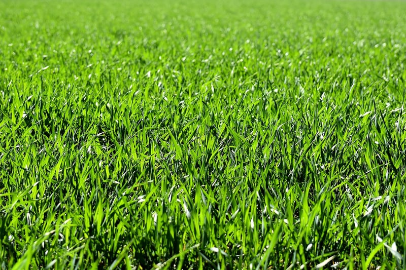 Countryside Field